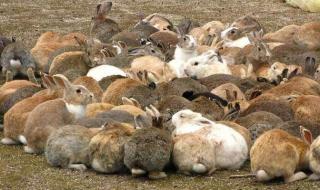 饥荒怎么养兔子,兔子怎么养